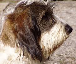 Image result for malý vendéeský hrubosrstý honič