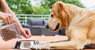 C although a true requirement for crude fat per se has not been established, the. How To Buy The Best Senior Dog Food According To Veterinarians