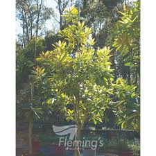 Image result for Tristaniopsis