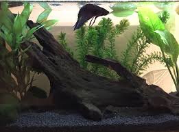 Marimo Moss Ball Care Guide How To Take Care What Are The Benefits Marimo Moss Ball Marimo Moss Moss Balls