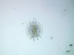 Image result for Platycoryne