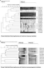 Listeria innocua is one of the six species belonging to the genus listeria. Frontiers Identifying Suitable Listeria Innocua Strains As Surrogates For Listeria Monocytogenes For Horticultural Products Microbiology