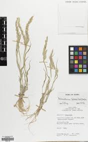 Image result for Centropodia