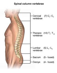 They are further categorized according function such as flexion, extension, or prior to a muscle contracting, a nerve impulse originates in the brain and travels through the spinal cord to the muscle. Lumbar Strain Johns Hopkins Medicine