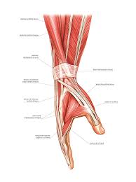 It leads to flexion of the forearm and helps the brush to a position intermediate between. Forearm And Hand Muscles Photograph By Asklepios Medical Atlas