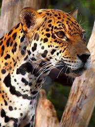 No ngame and endangered wildlife program technical report 203. I Pinimg Com Originals C8 68 Be C868be71d5e8026