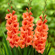 Gladiolus, lilies, caladiums, and elephant ears are common examples of summer bulbs. Guide Planting Summer Bulbs Nunan Florist Greenhouses