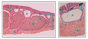 Maybe you would like to learn more about one of these? Skin Wikipedia