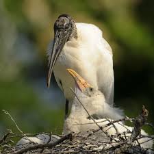 Bird With Long Legs And Long Beak Pin By Kristine On Birds Cranes Herons Spoonbills Storks Stork Bird Coastal Birds Stork