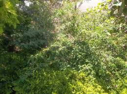 Image result for Indigofera garckeana