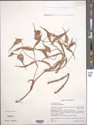 Image result for Panicum heterostachyum