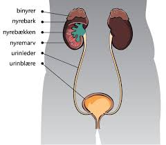 Symptomer kan for eksempel være balanseproblemer, svakhet i beina, urin/avføringslekasje eller endret bevissthet. Fakta Om Urin Og Nyrer Medicin Dk