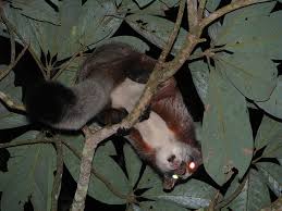 It can be found in sumatra and borneo. Red Giant Flying Squirrel Petaurista Petaurista Facts