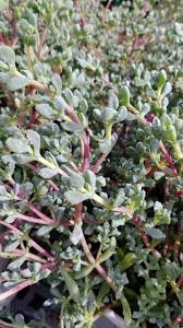 Image result for Lampranthus spp.
