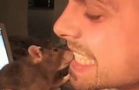 Incroyable Ce Rat Vous Lave Les Dents Videos Mdr