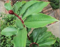 Plant Name Insulin Plant Botanical Name Costus Igneus Family Costaceae Spiral Ginger Family Actions Ant Ayurvedic Plants Plants Herbal Plants