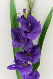 Gladiolus Flower Purple 33in Gladiolus Flower Elephant Ear Plant Gladiolus