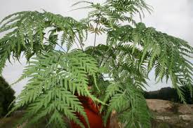 Image result for Todea