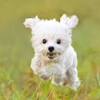AKC Puppies For Sale - AKC PuppyFinder