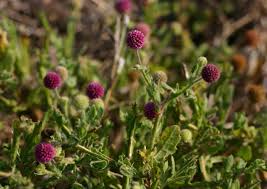 Image result for Sphaeranthus gazaensis