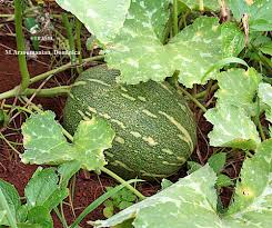 Image result for Cucurbita moschata