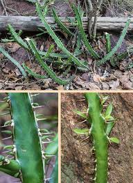 Image result for Euphorbia griseola