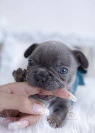 We did not find results for: Baby Pomeranians For Sale Near Me Novocom Top