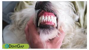 Up to 80% of dogs and 70% of cats that don't receive proper dental care will develop signs of dental disease by the age of three. Dog Teeth Cleaning How To Take Care Of Your Dog S Teeth