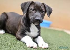 Black Australian Cattle Dog Lab Mix Lazare The Labrador Blue Heeler Mix Blue Heeler Dogs Labrador Retriever Mix Labrador Retriever Dog