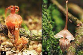 Image result for Gossypioides