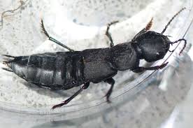 Cedar beetles are also called 'cicada parasite beetles' because they feed on bugs in the family cicadoidea. Devil S Coach Horse What S That Bug