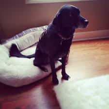 Many of the common early signs of cancer are subtle and nonspecific. 45 Of Elderly Dogs Develop Cancer 9 Signs To Detect It