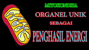 Pada tingkat seluler, setiap elemen memiliki maknanya sendiri. Organel Sel Struktur Dan Fungsi Mitokondria Youtube