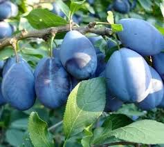 البرقوق زراعة و تقنيات حديثة agriculture and technology facebook