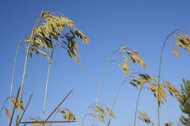 Image result for Bromus