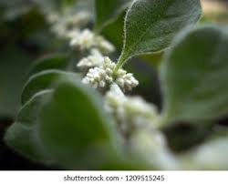 Image result for Nothosaerva