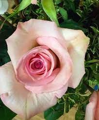 Maybe you would like to learn more about one of these? Lorgus Flower Shop Home Facebook