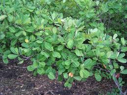 Image result for Erythroxylum platycladum