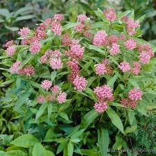Cinderella Swamp Milkweed Swamp Milkweed Asclepias Incarnata Milkweed