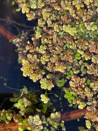 Image result for Azolla filiculoides