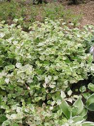 Image result for Fallopia