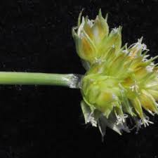 Image result for Courtoisina assimilis