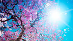Sakura, 4k, hd wallpaper, cherry blossom, pink, spring, flowers. Free Download To Enjoy The Cherry Blossoms Japan Wallpaper Background 4k Ultra Hd 3840x2160 For Your Desktop Mobile Tablet Explore 46 Japan Wallpaper 4k Japanese Desktop Wallpaper 4k Nature