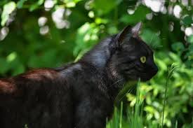 Free Image On Pixabay Marie Cat Portrait View Fur In 2020 Cat Portraits Cats Marie Cat