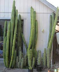 Keep your san pedro cactus warm. San Pedro Cactus Forum 2011