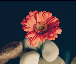 Immagini fiori per whatsapp fiori idea immagine sfondi desktop sfondi sfondi vari 4070. Fiori Immagini E Foto Da Condividere Sapevatelo