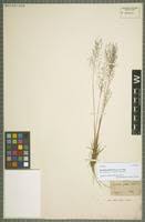 Image result for Sporobolus festivus