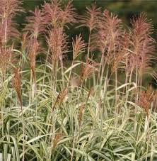 Image result for Miscanthus violaceus