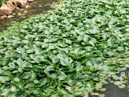 Eichhornia crassipes bibit berasal dari: Eceng Gondok Morfologi Habitat Dampak Manfaat