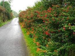 Fuchsia Magellanica West Cork S Adopted Alien Ireland Landscape West Cork Garden Design